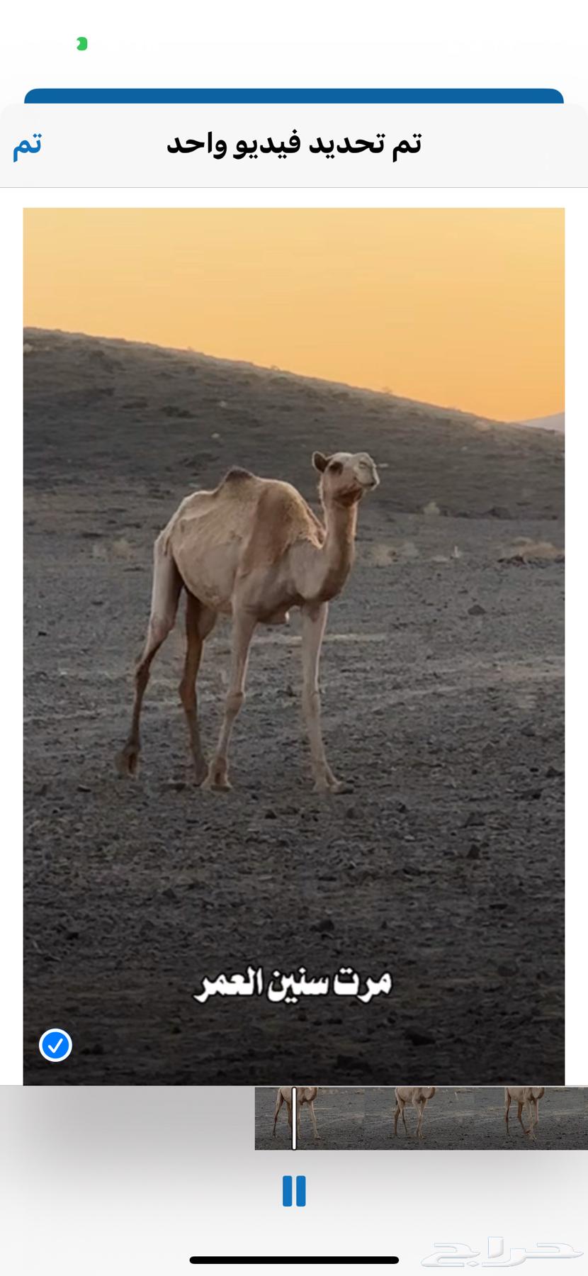 للبيع ناقه ضريبه كبيره اشوي العام اعشرا64570435467650111