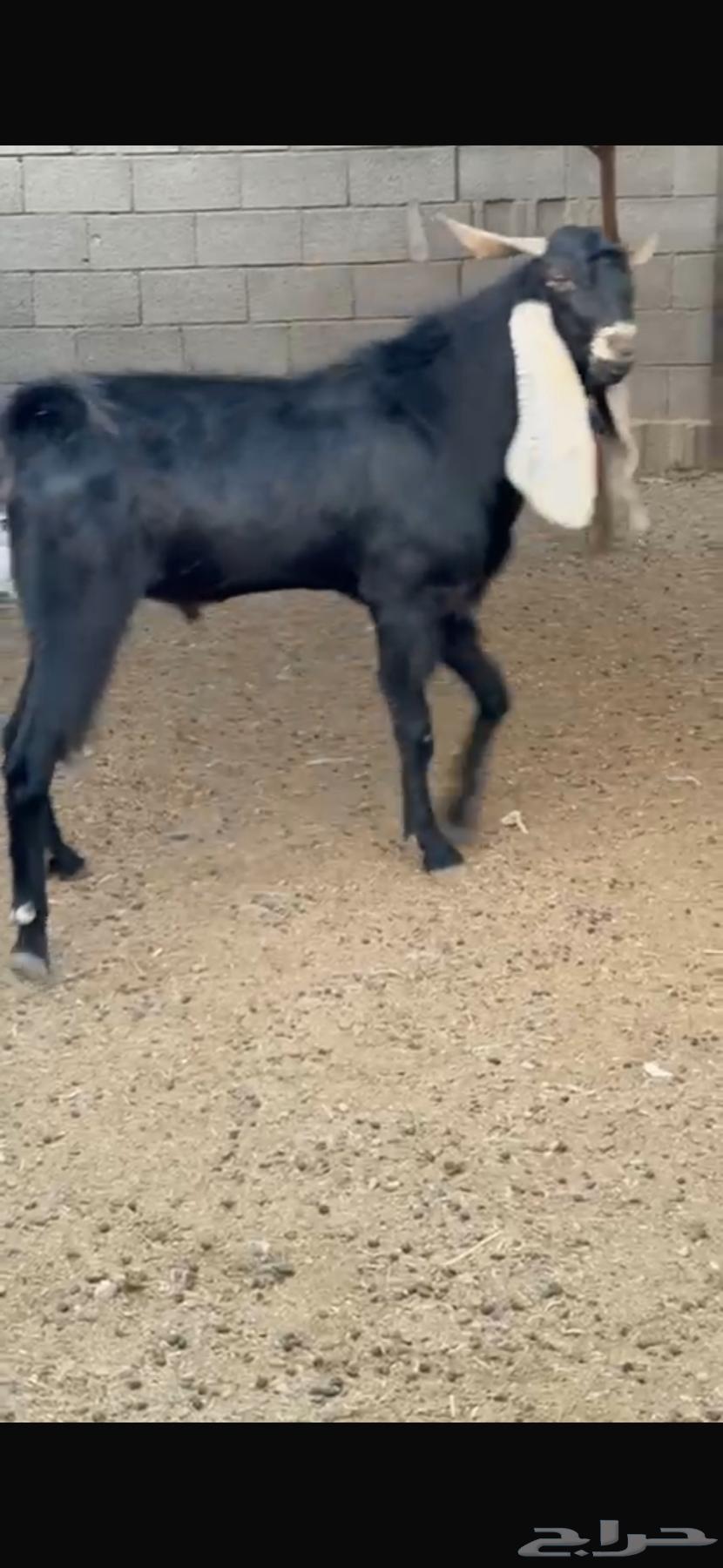 للبيع تيس معرف64568797635585113