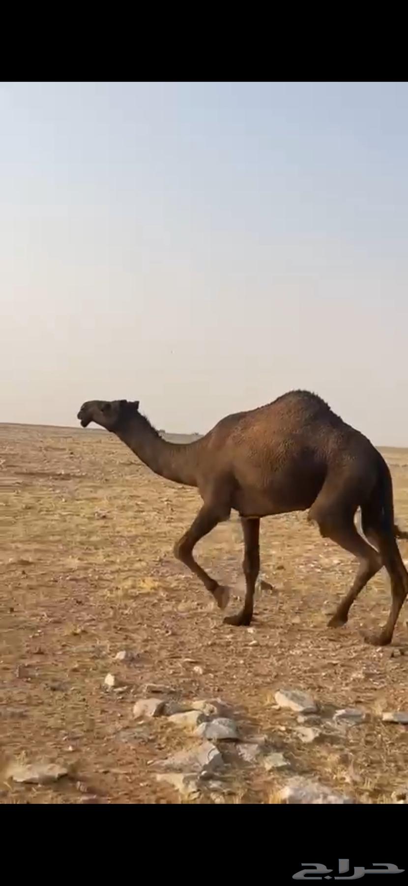 للبيع ضروبه جذعه عبدانيه سلم وعلى جميع الشروط64570600534402110