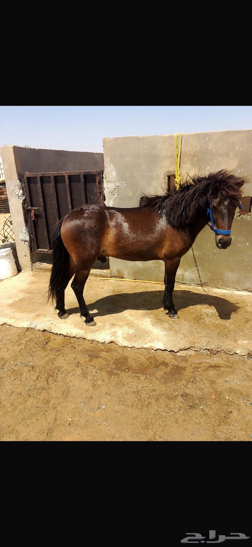 خيل سيسي64563964334593110