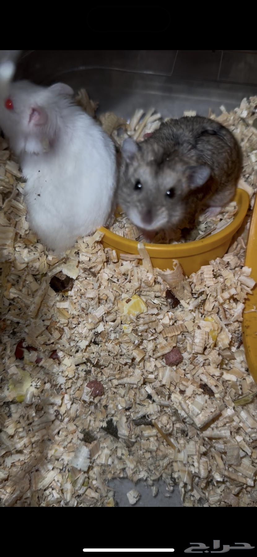 هامستر للبيع 50 ريال ذكر وانثى مع القفص64563743792386111
