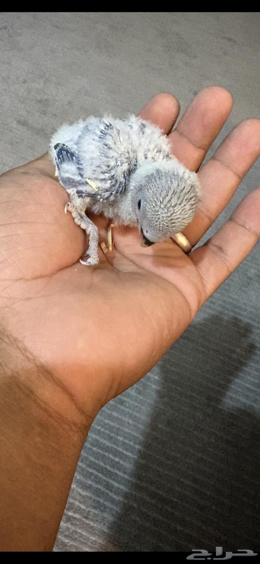 Farkh Rose (Sold)64563480519811112