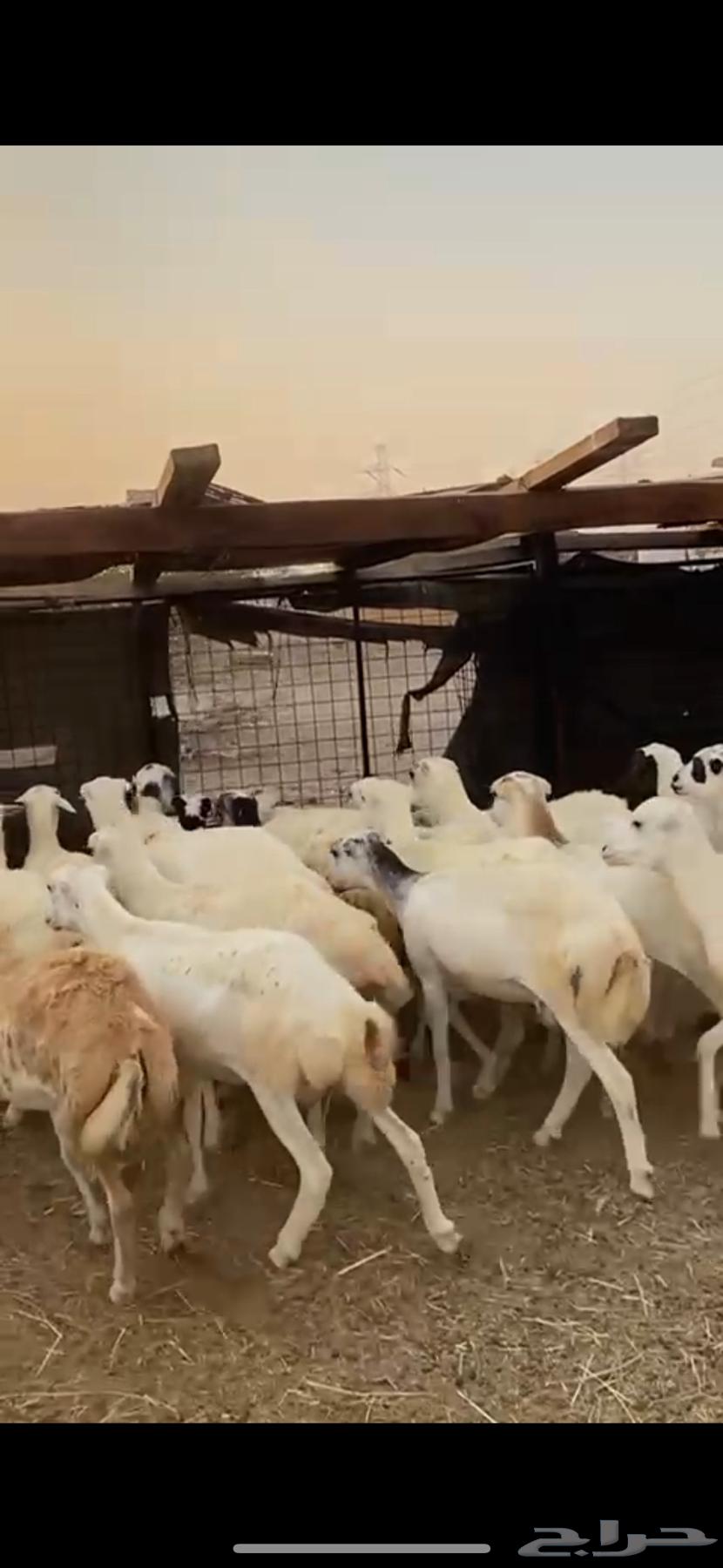 21 رخال جذعات دفيع شرط سونار الحد 100064565465452545111