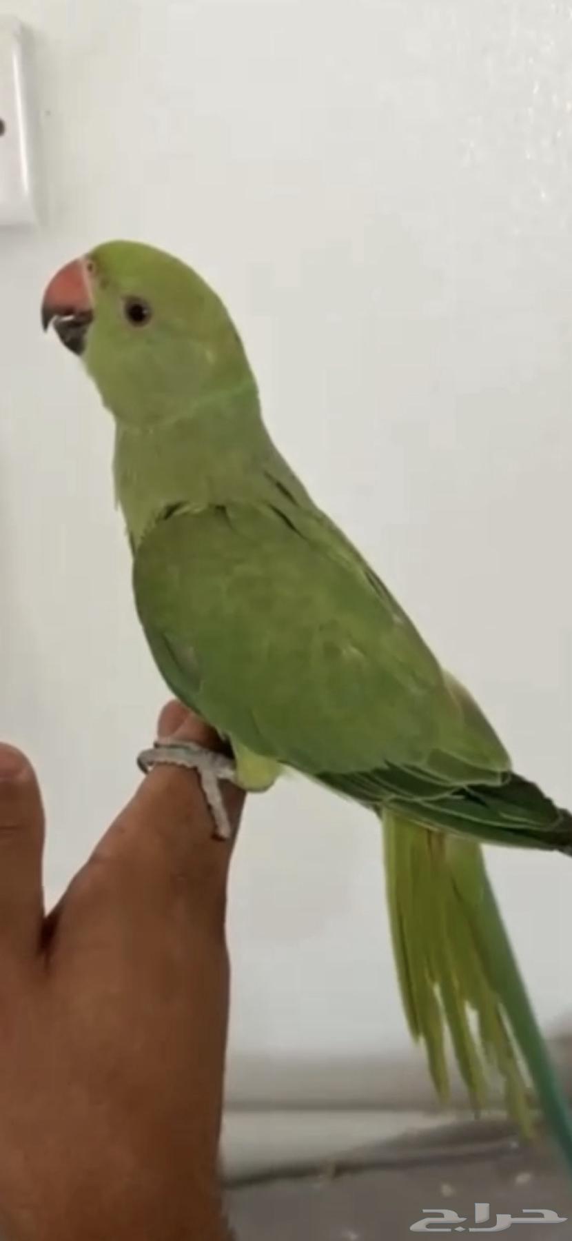 تم البيع64567919270785111