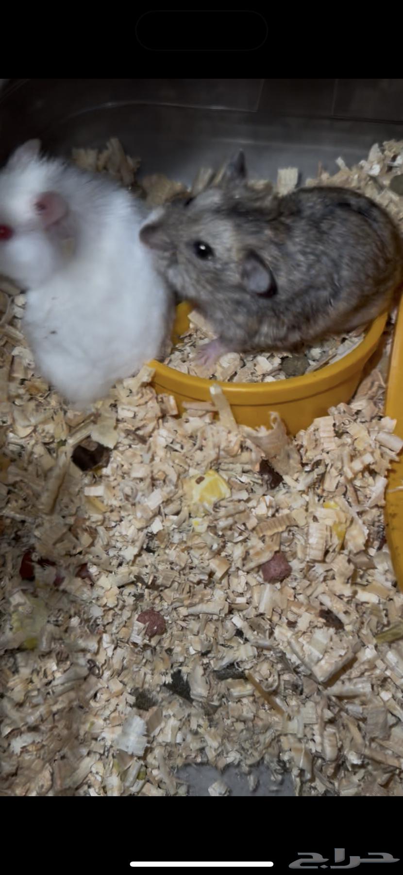 هامستر للبيع 50 ريال ذكر وانثى مع القفص64563743792386113