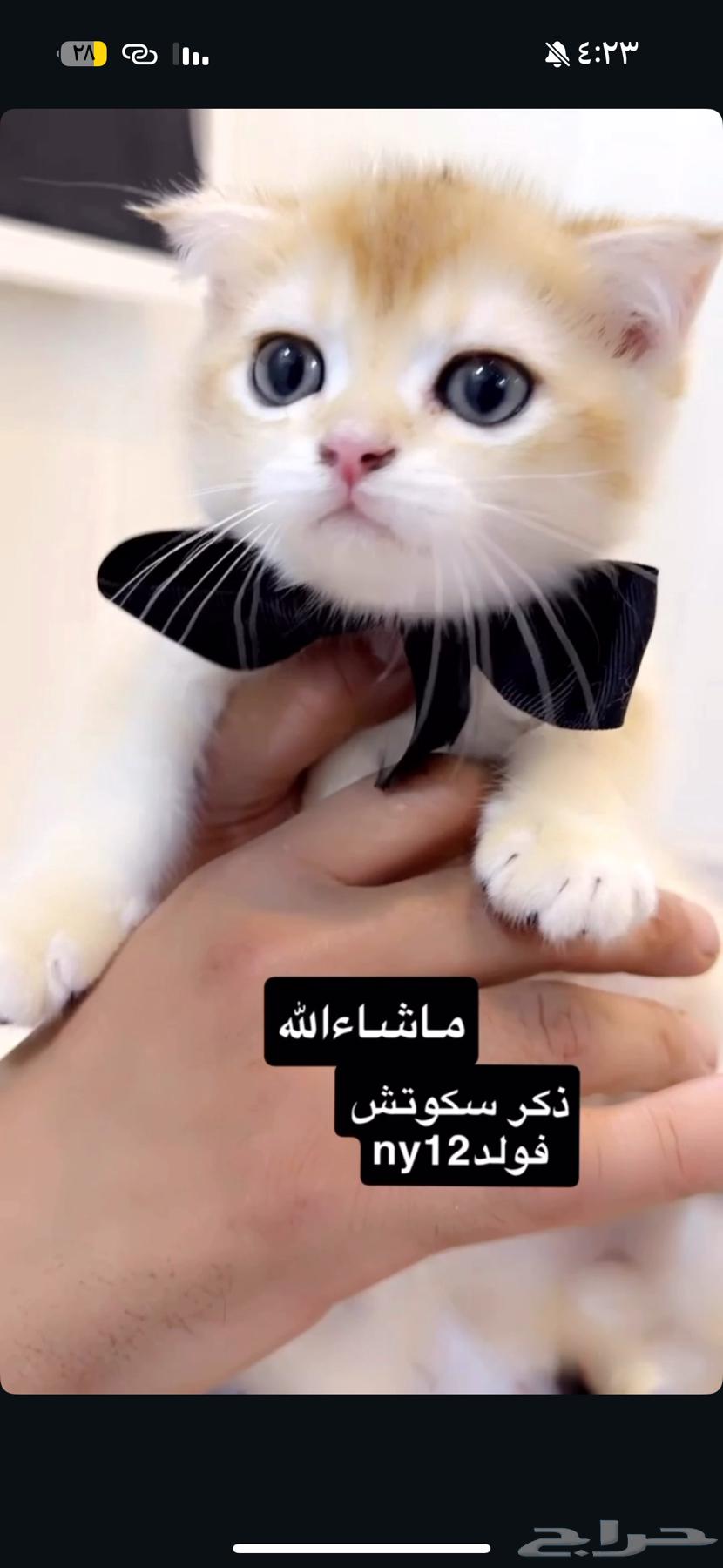 بيع قطط سكوتش تم البيع64569343443075112