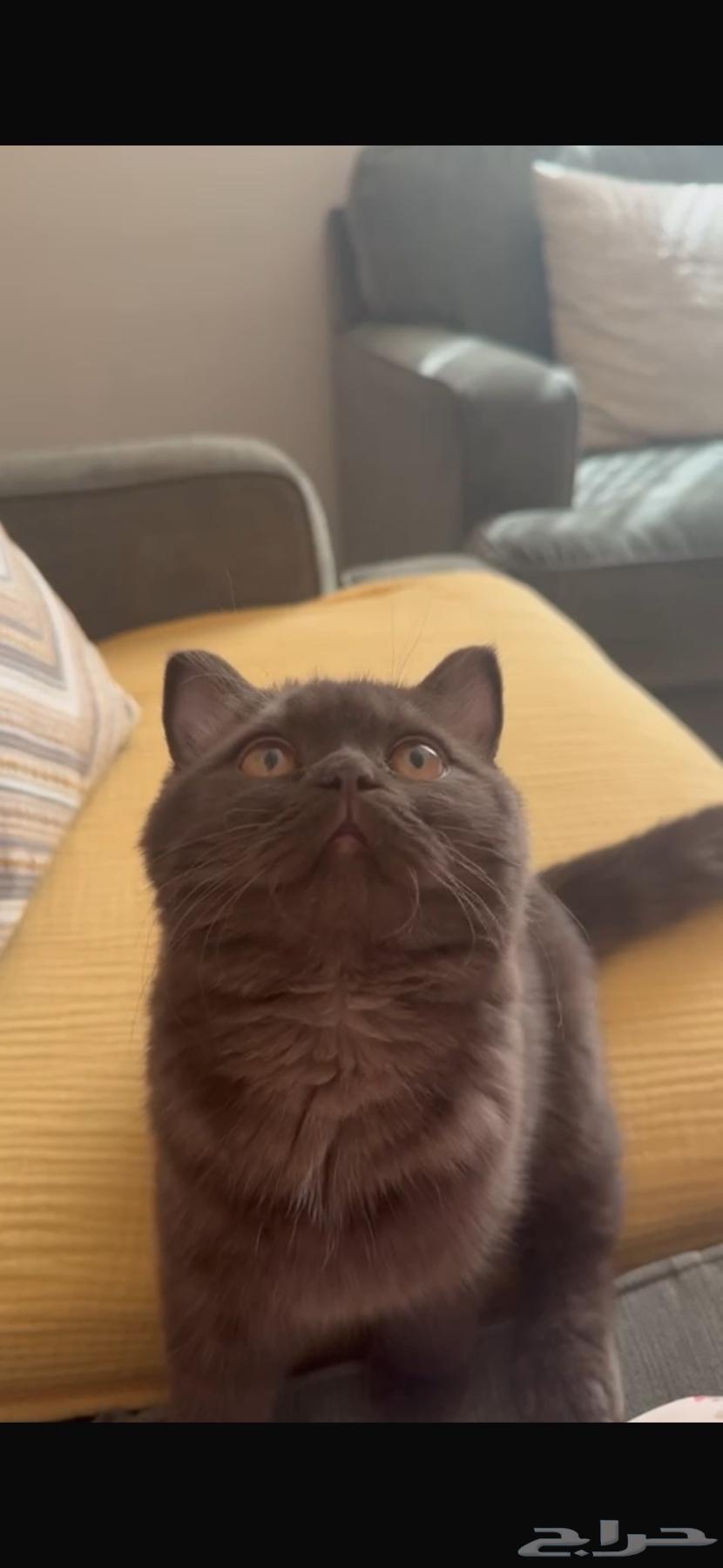 قطه برتش بيور تشوكلت64567211819138113