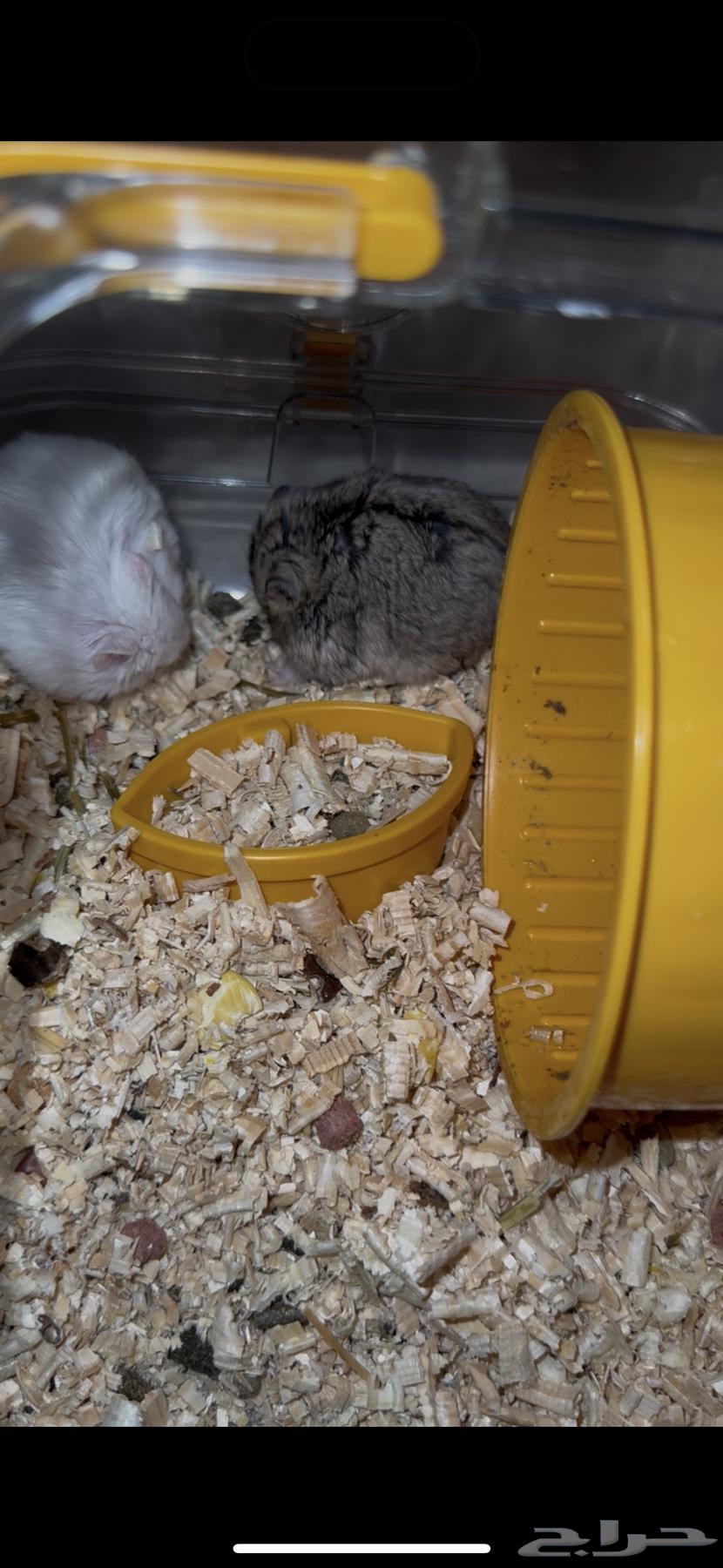 هامستر للبيع 50 ريال ذكر وانثى مع القفص64563743792386112