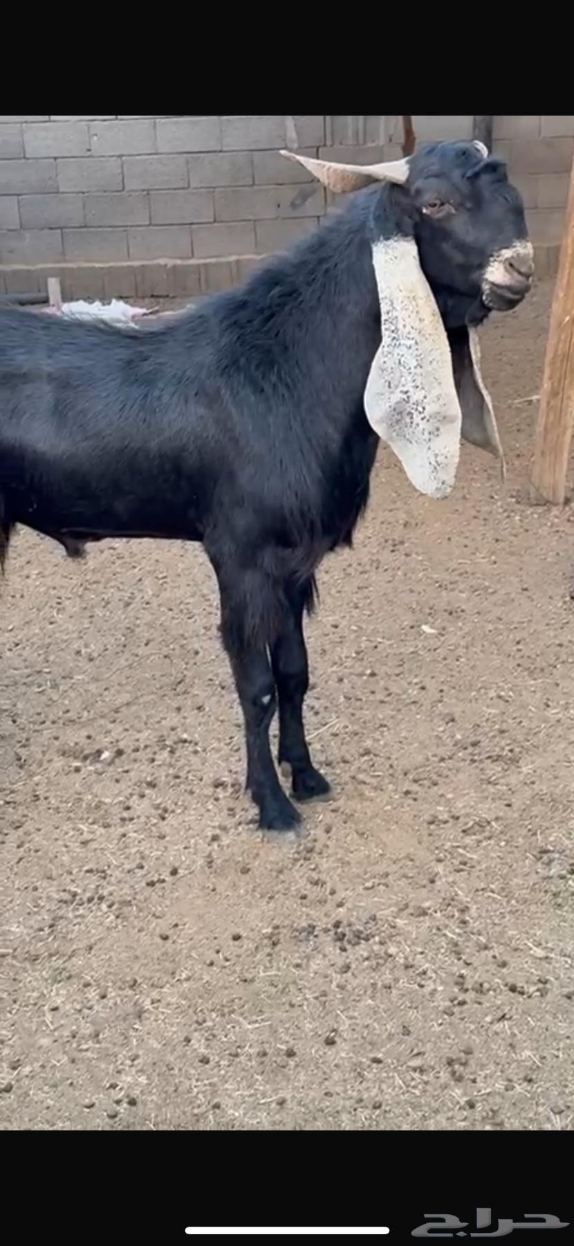 للبيع تيس معرف64568797635585110