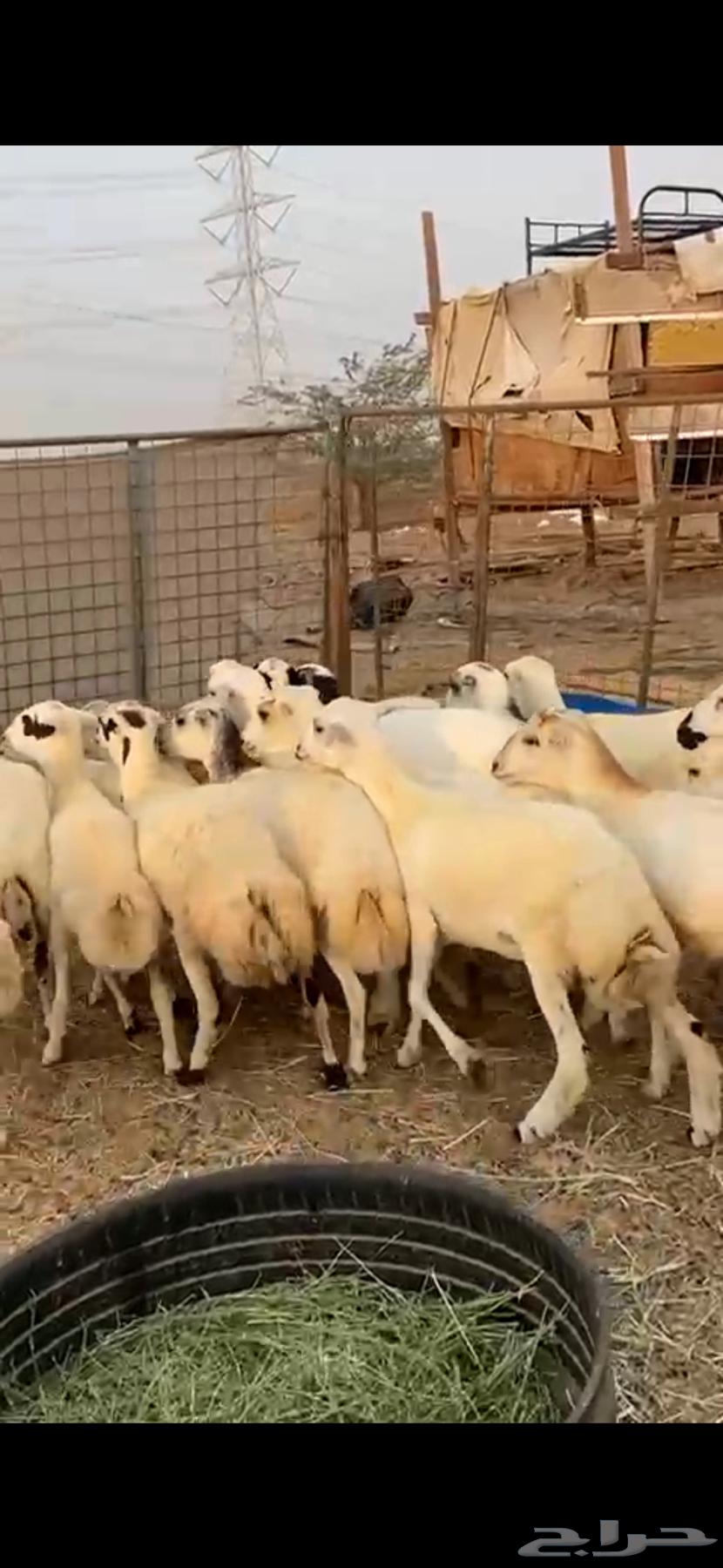 21 رخال جذعات دفيع شرط سونار الحد 100064565465452545112