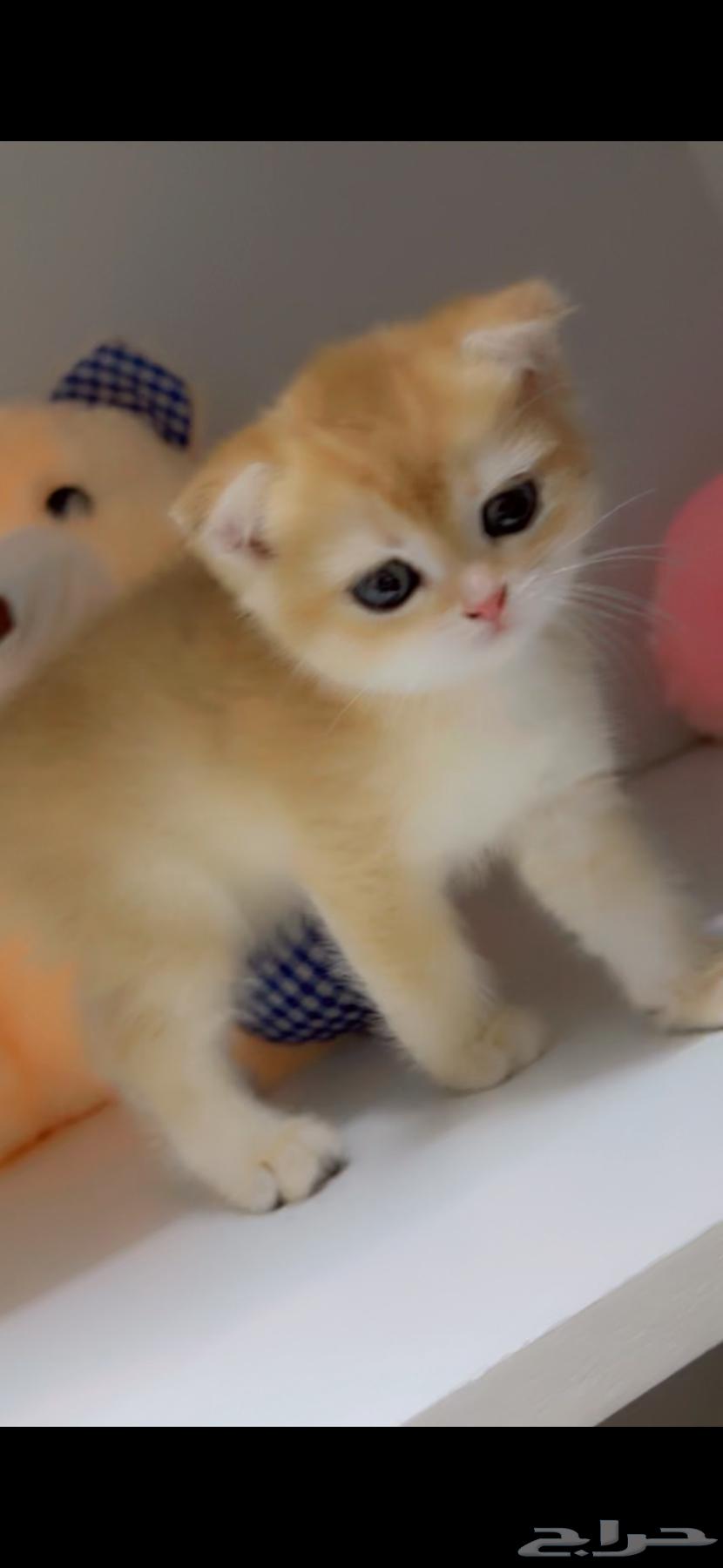 بيع قطط سكوتش تم البيع64569343443075110