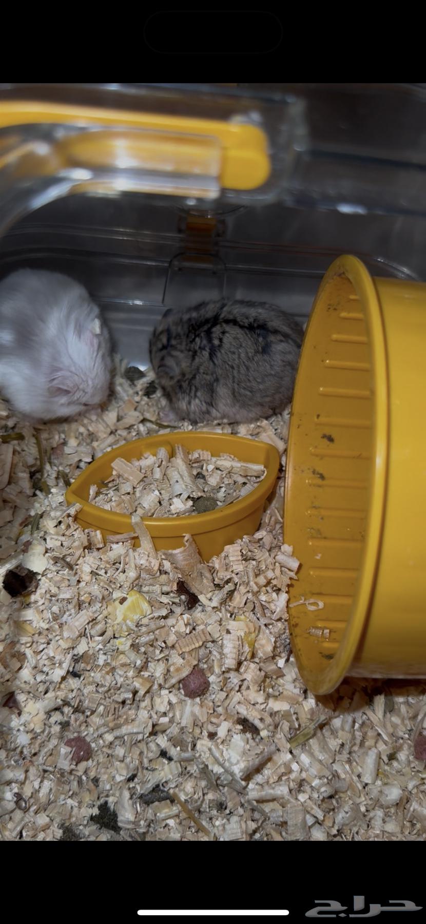 هامستر للبيع 50 ريال ذكر وانثى مع القفص64563743792386110