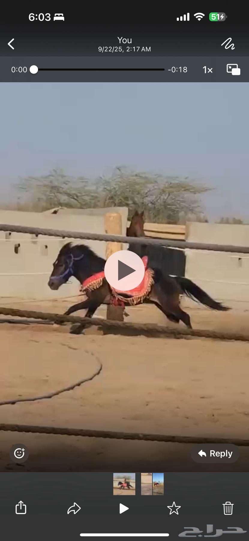 خيل سيسي64563964334593111