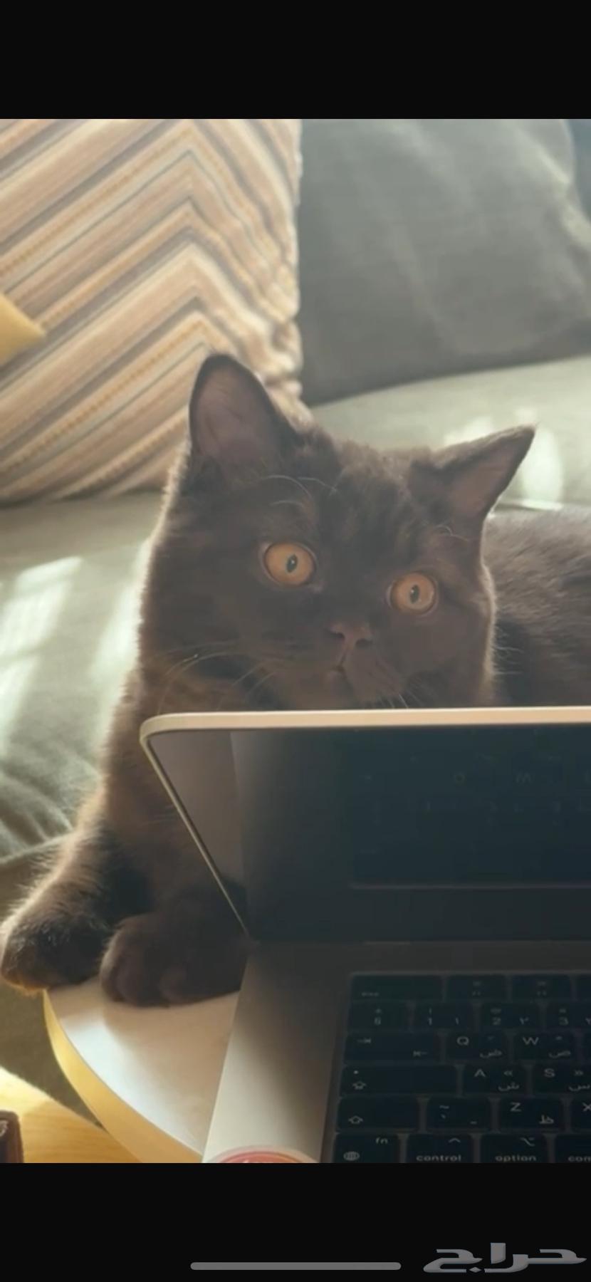 قطه برتش بيور تشوكلت64567211819138112