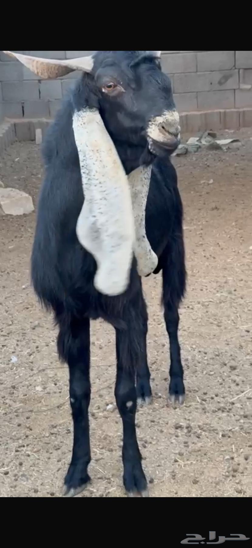 للبيع تيس معرف64568797635585111