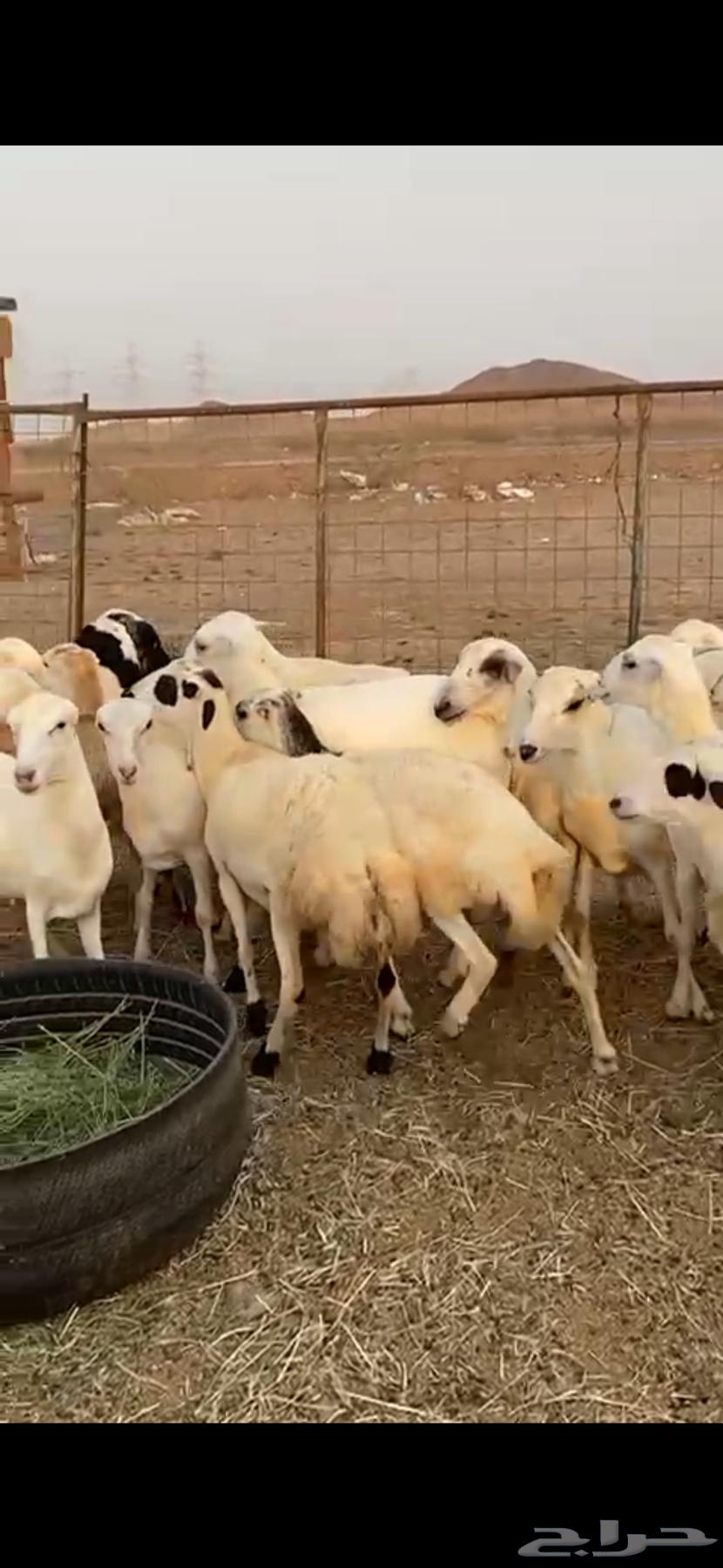 21 رخال جذعات دفيع شرط سونار الحد 100064565465452545113