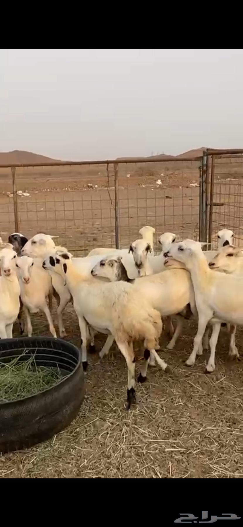 21 رخال جذعات دفيع شرط سونار الحد 100064565465452545114