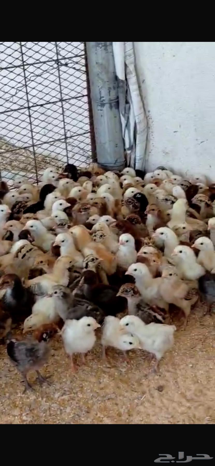 صوص بلدي ((تم البيع))64510012763266110