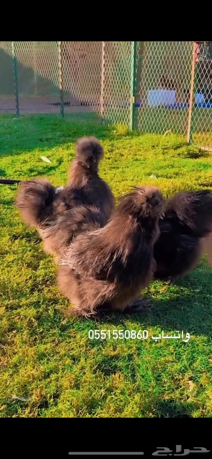 نوادر دجاج القطني ( البلاك . TOP)64570148729473110