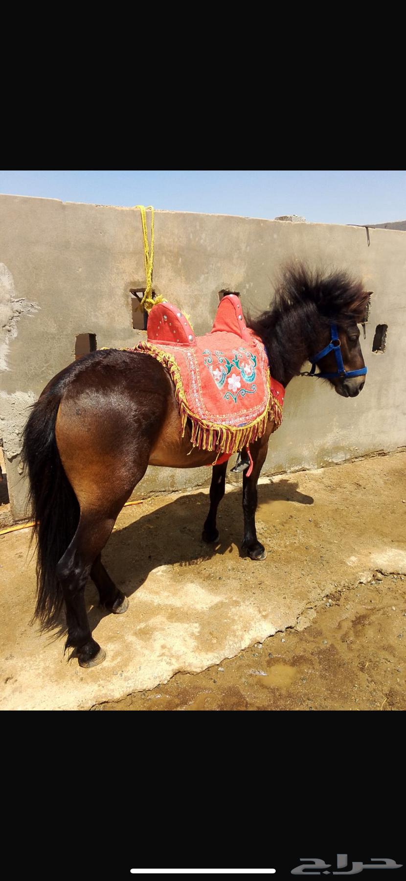 خيل سيسي64563964334593113