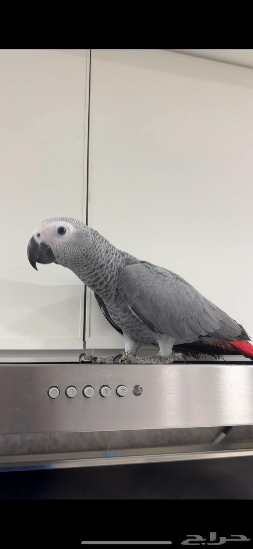 Farakhin Cassco64564393356291110