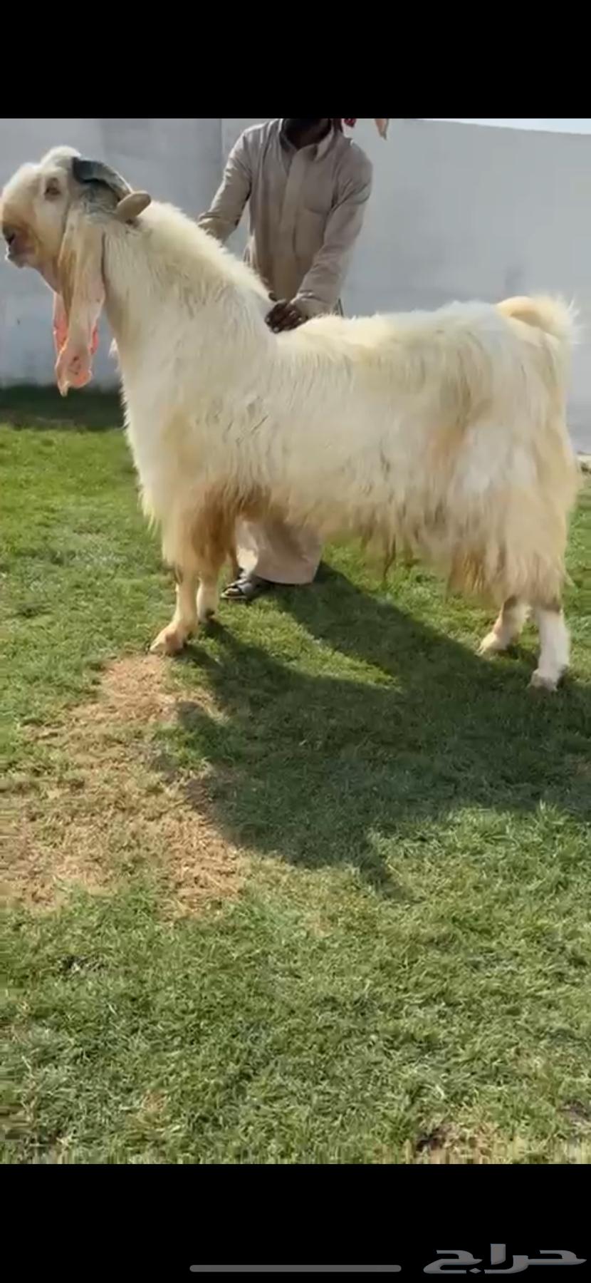 للبيع تيس مطور ابيض خصصصم64565214494338111