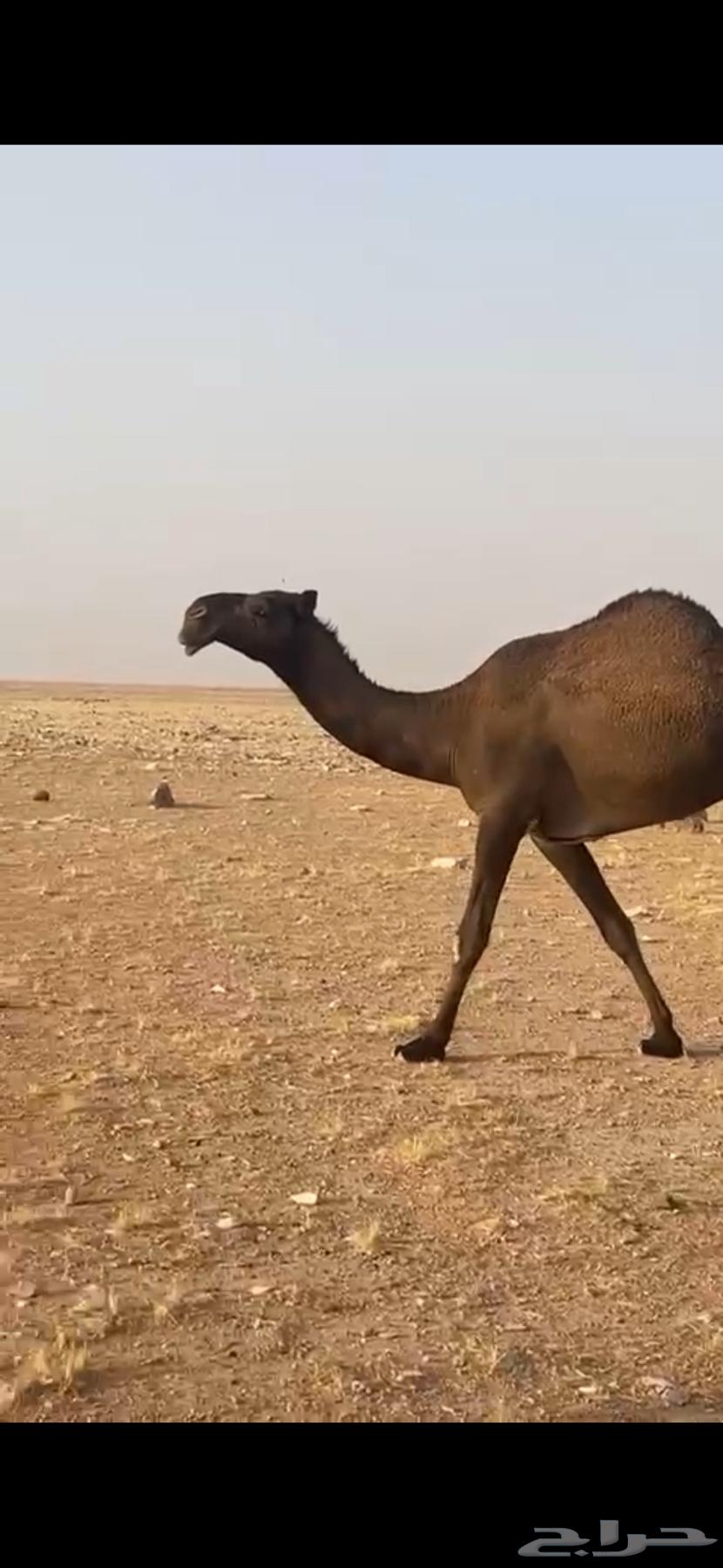 للبيع ضروبه جذعه عبدانيه سلم وعلى جميع الشروط64570600534402112