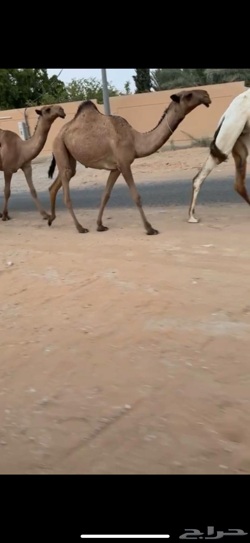 للبيع مفروده رمانيه كفوو64570203578753110