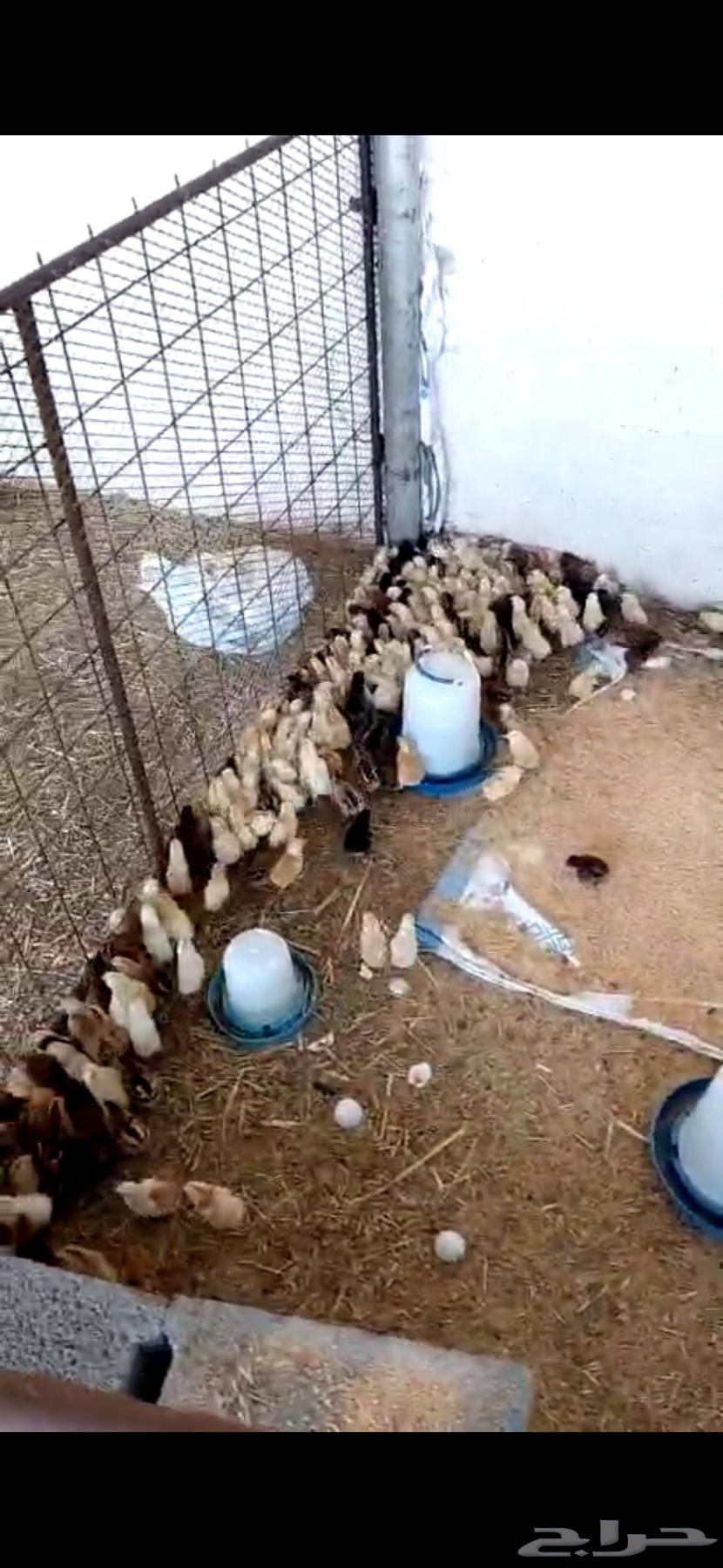 صوص بلدي ((تم البيع))64510012763266111