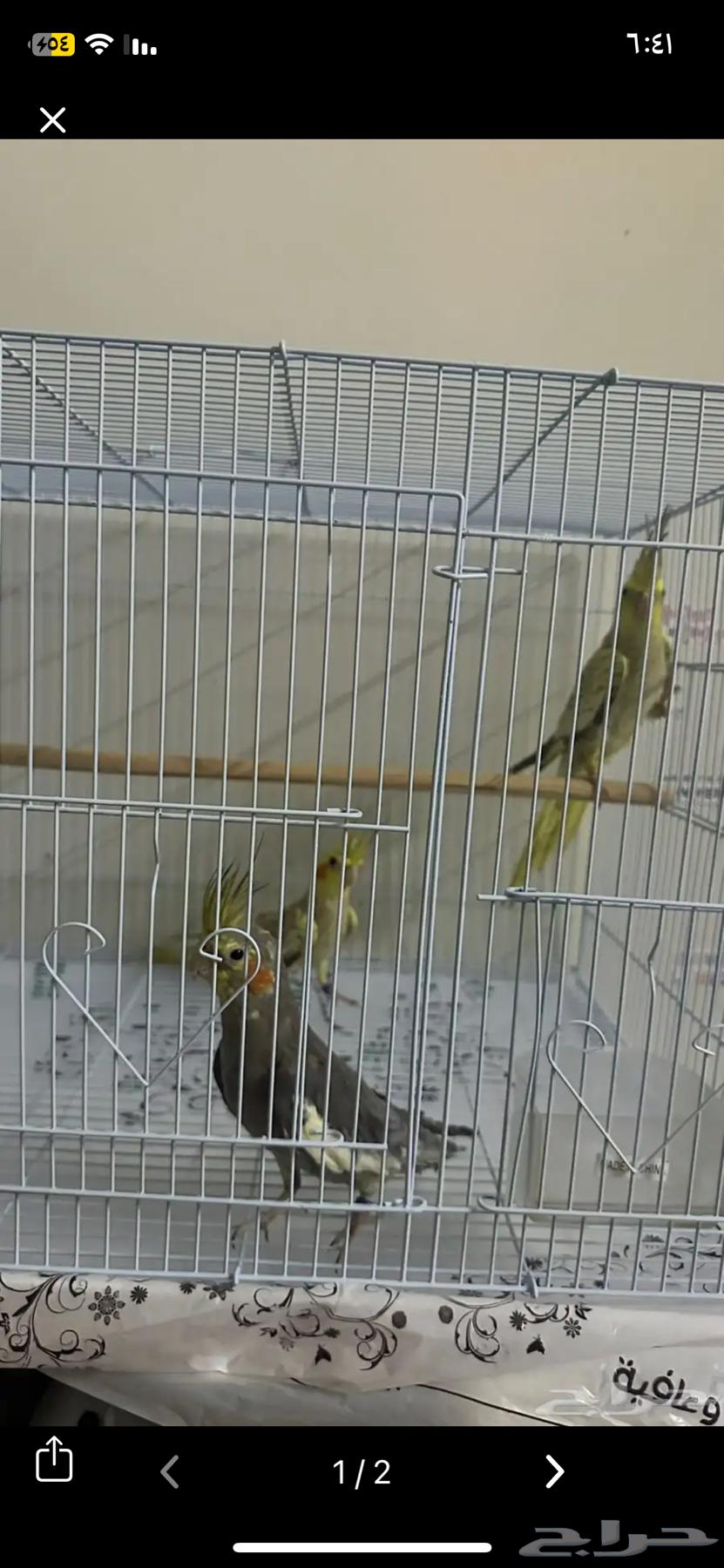 جوز كروان64569015811841111