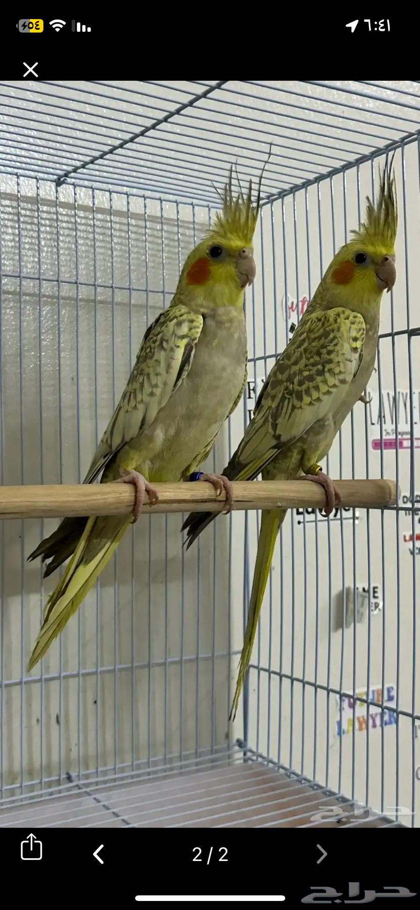 جوز كروان64569015811841110