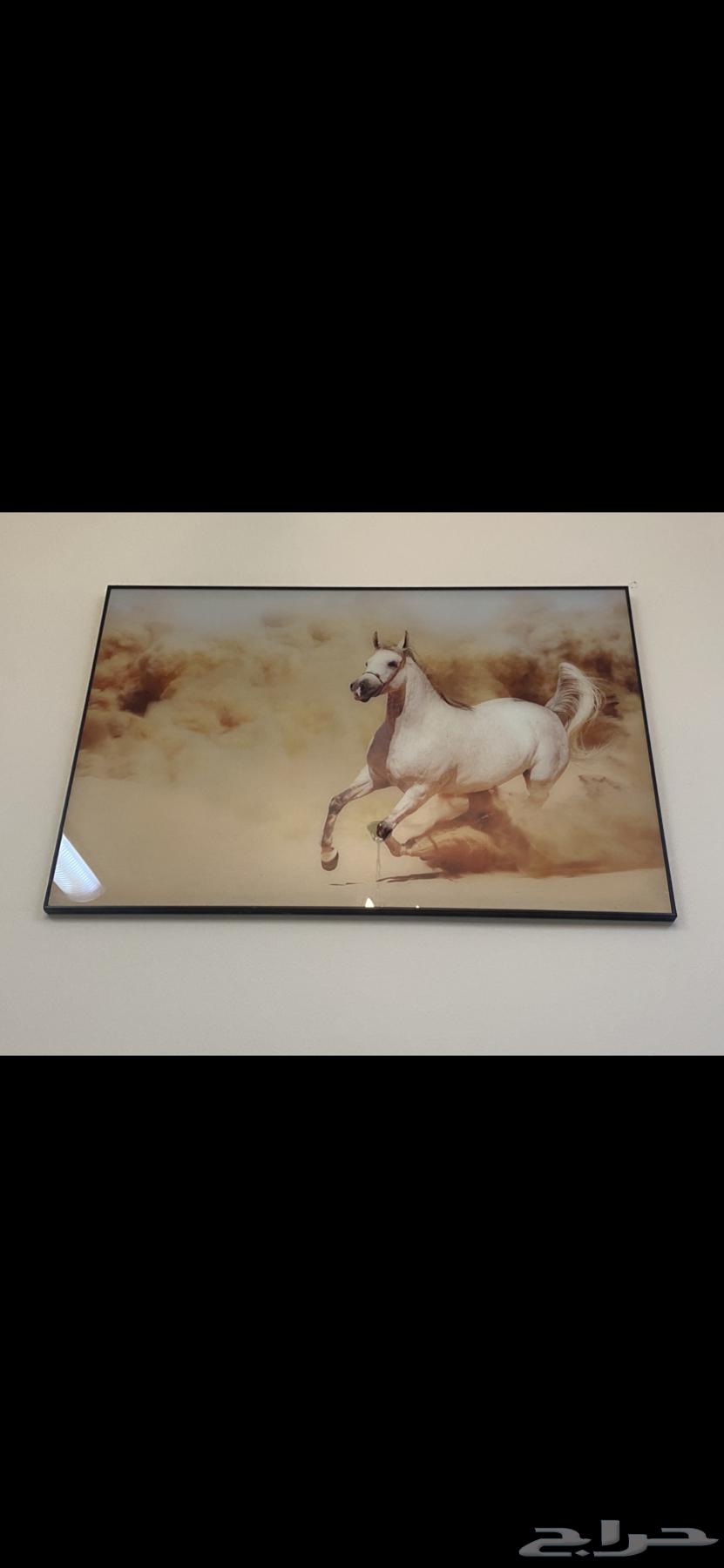لوحة الحصان العربي الأصيل64563452550785110