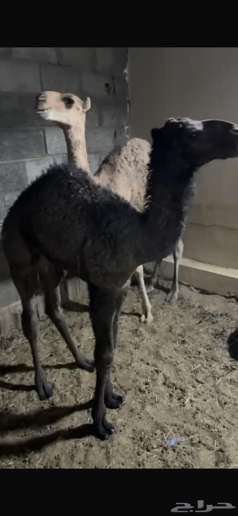 قعدان تربيه64565716838019110