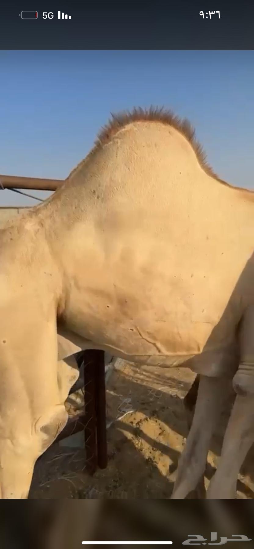 High-quality foam mattress, suitable for couples, starting from 5500, negotiable64564810660995113