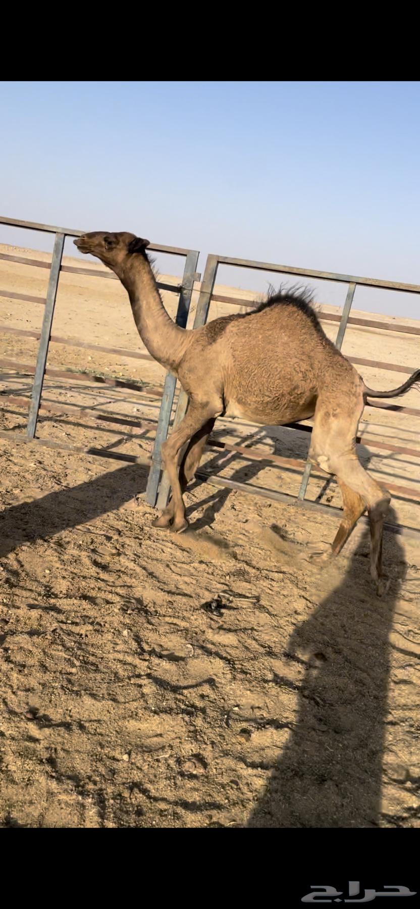 قعدان حليب للبيع64566976646017110