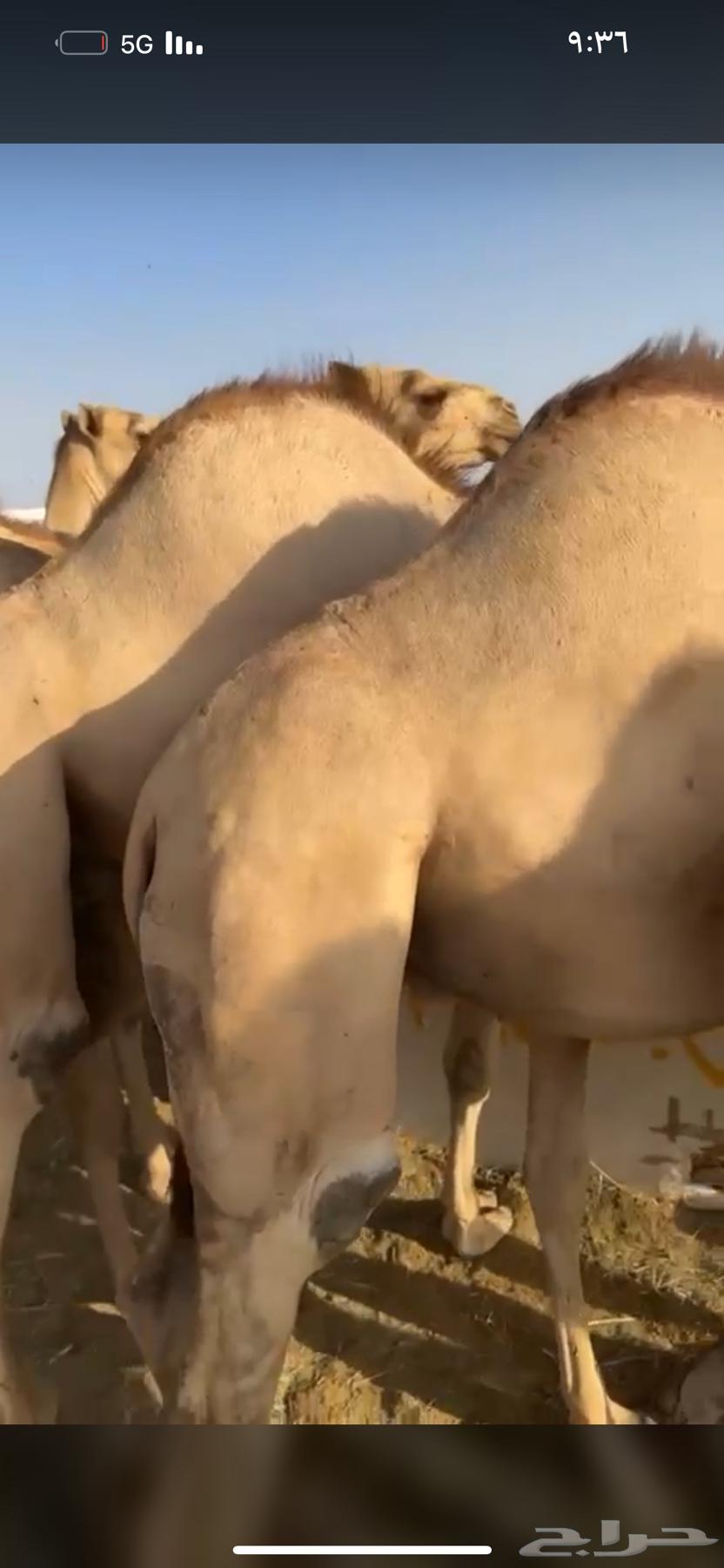 High-quality foam mattress, suitable for couples, starting from 5500, negotiable64564810660995112