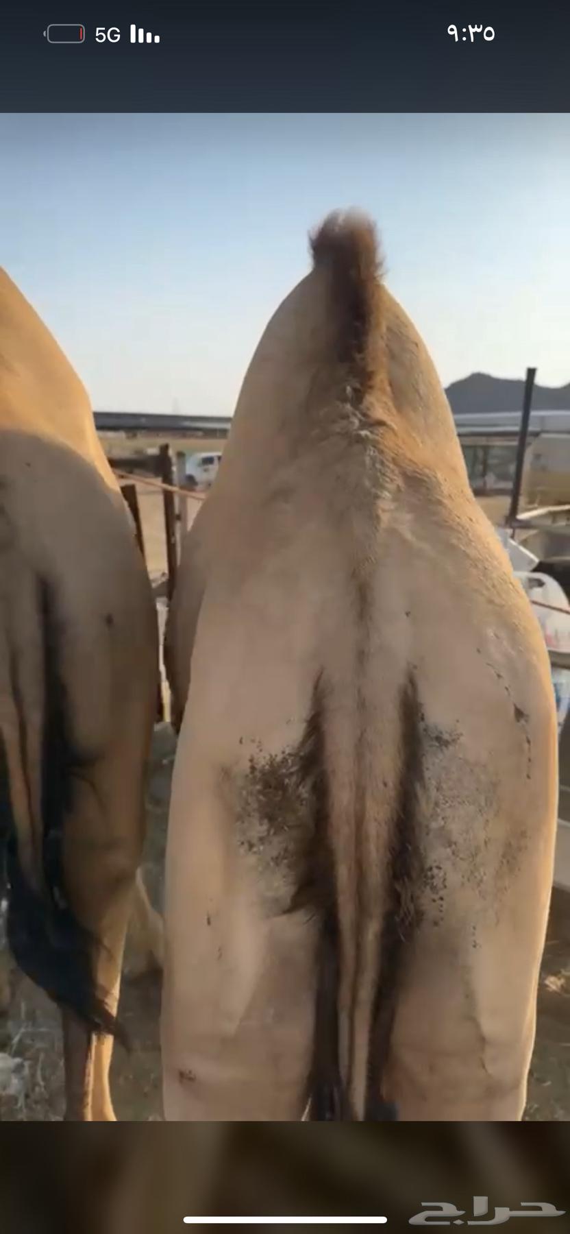 High-quality foam mattress, suitable for couples, starting from 5500, negotiable64564810660995110