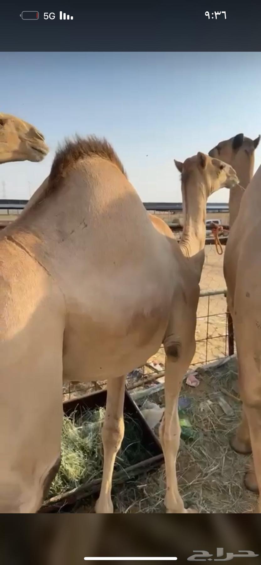 High-quality foam mattress, suitable for couples, starting from 5500, negotiable64564810660995114