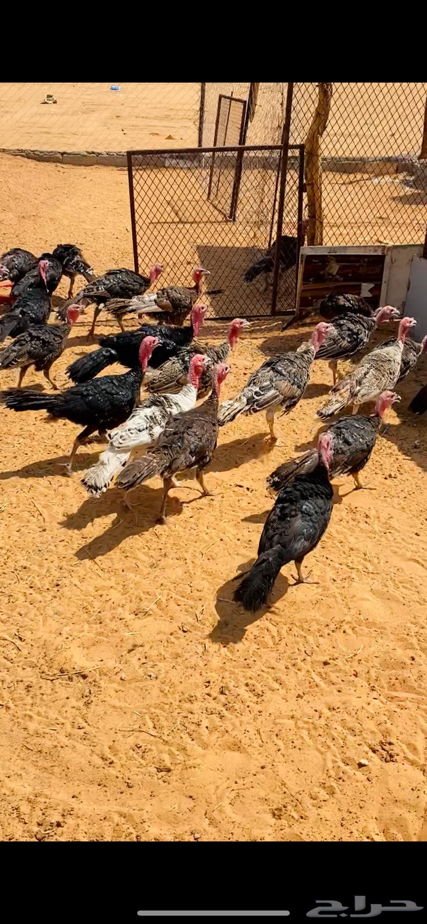 رومي العمر 4 شهور64567018268418111