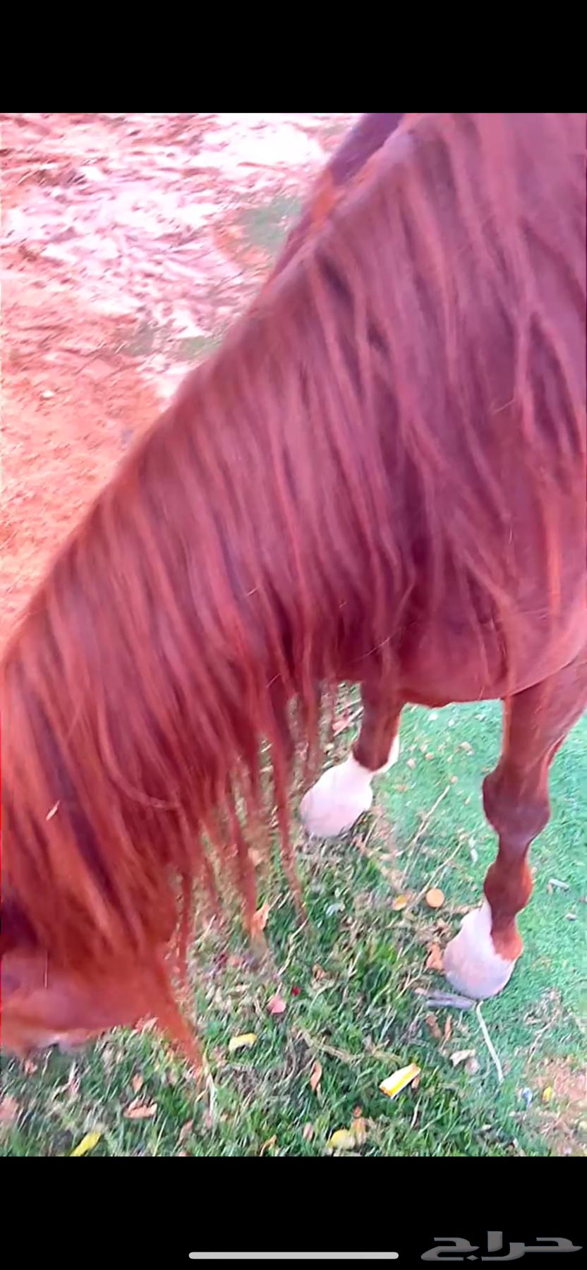 حصان للبيع64459806474754114