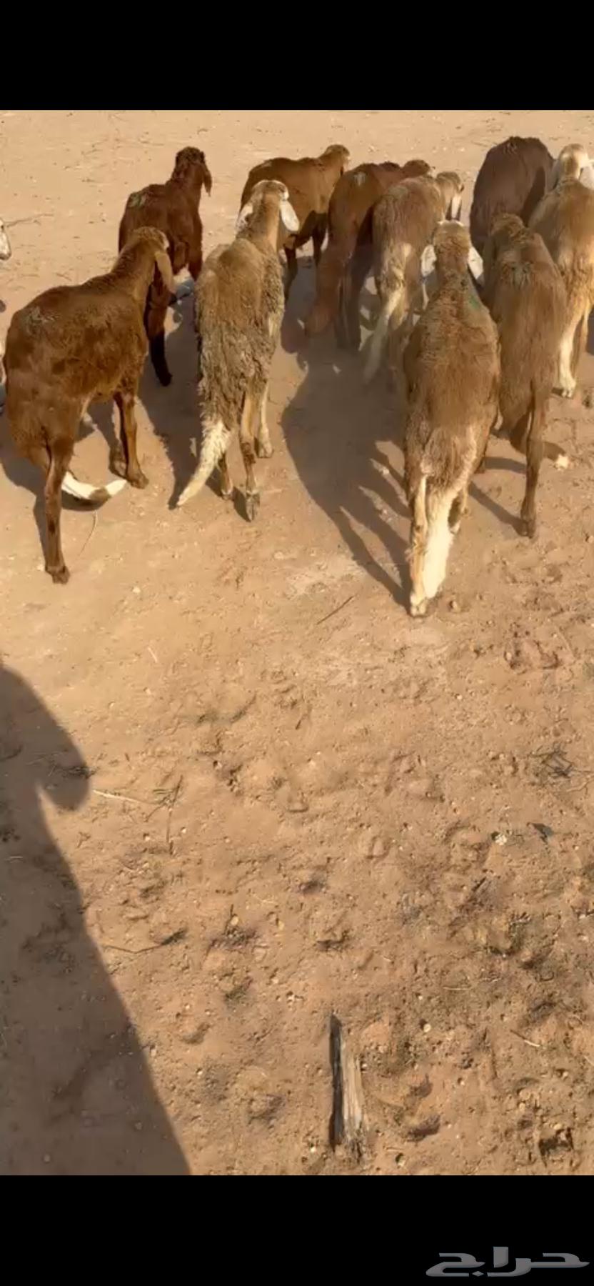 للبيع سواكن حمري طيبه64566050779650110