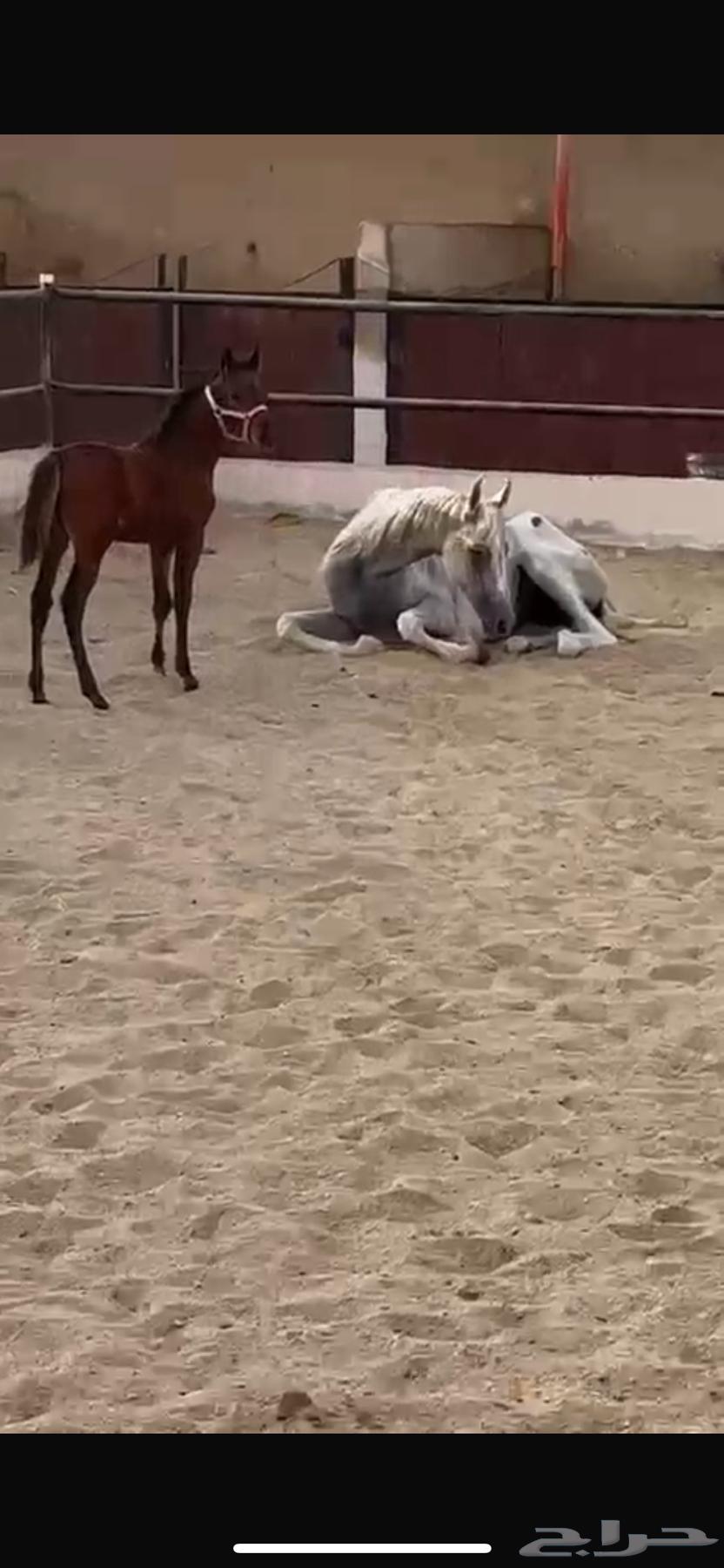 مهرة شعبي64569549261697112