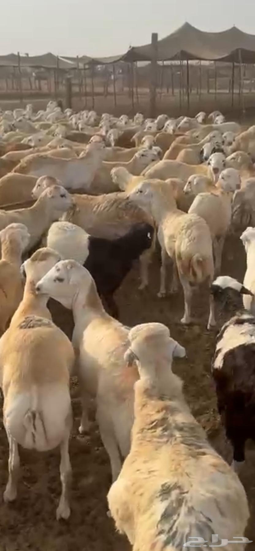 عوض اليوم الوطني خرفان رفيدي الاسعار تبدا اليوم اليوم واحد64565967448194112