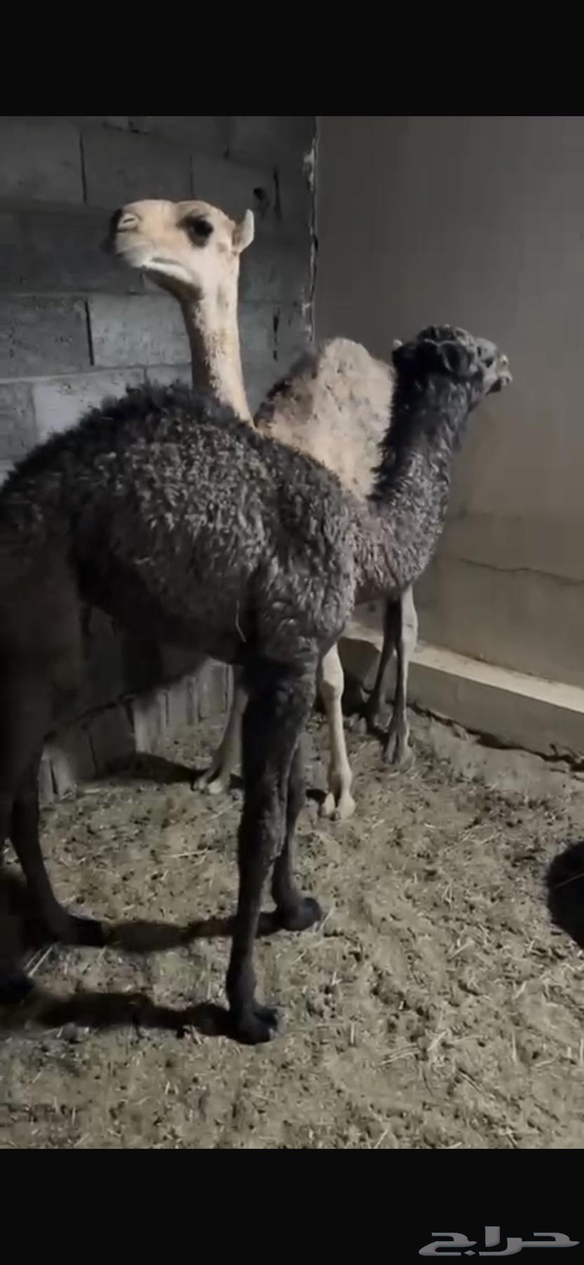 قعدان تربيه64565716838019111