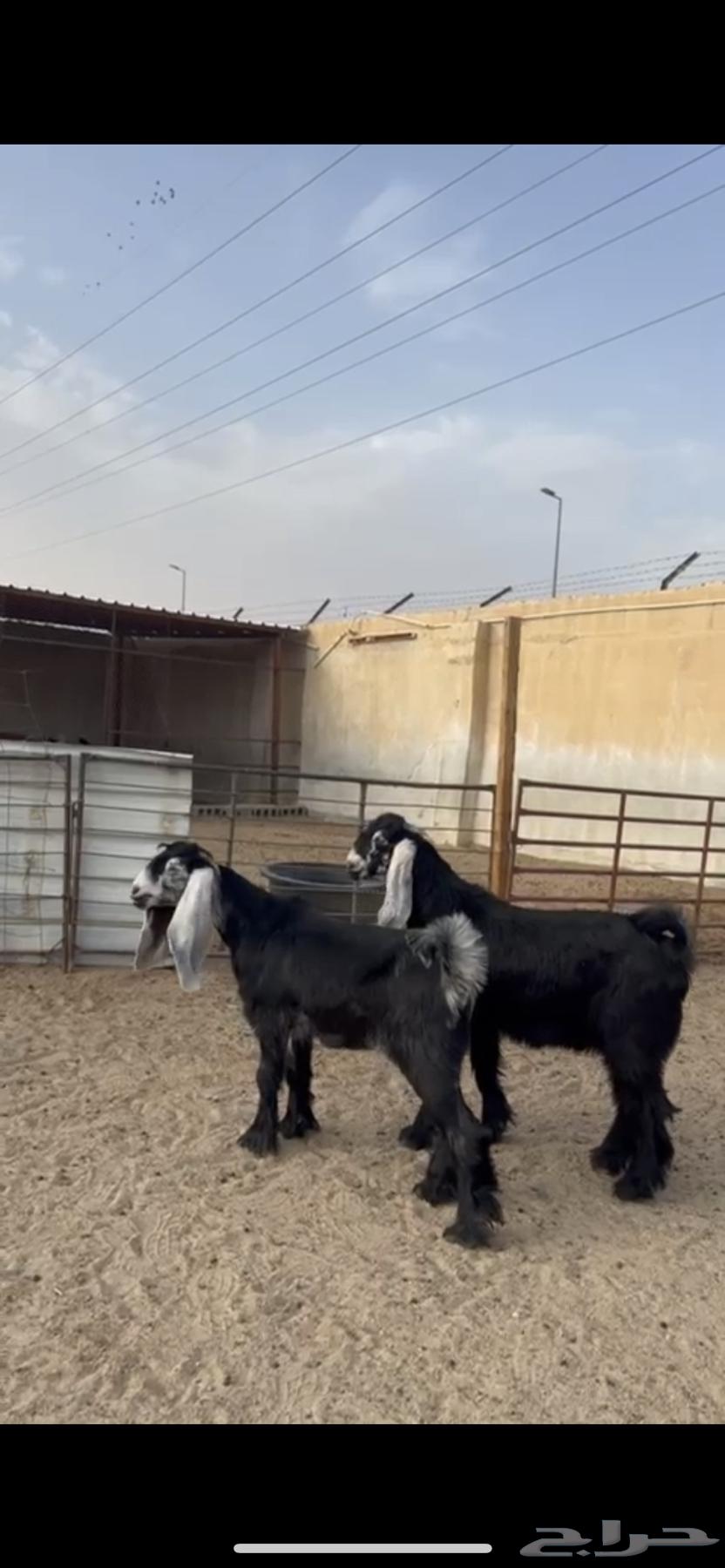 جفره وتيس ( تم البيع )64569589976451110