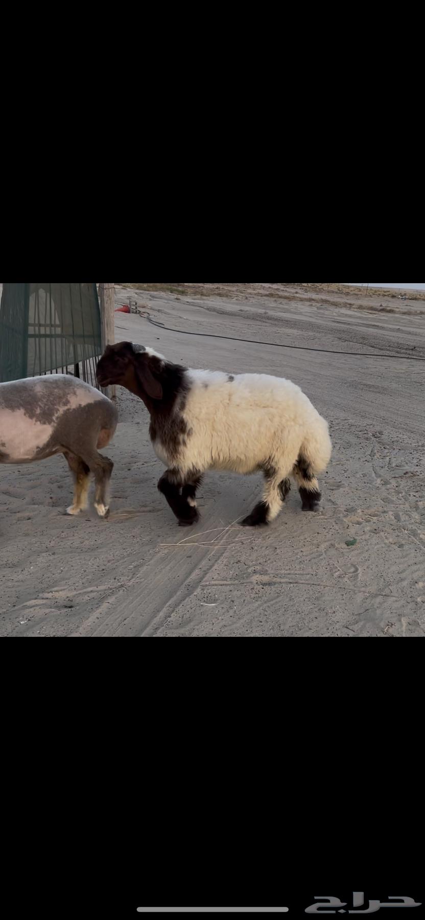 مشروع فحل نعيم صنف ادبس64565925744643112