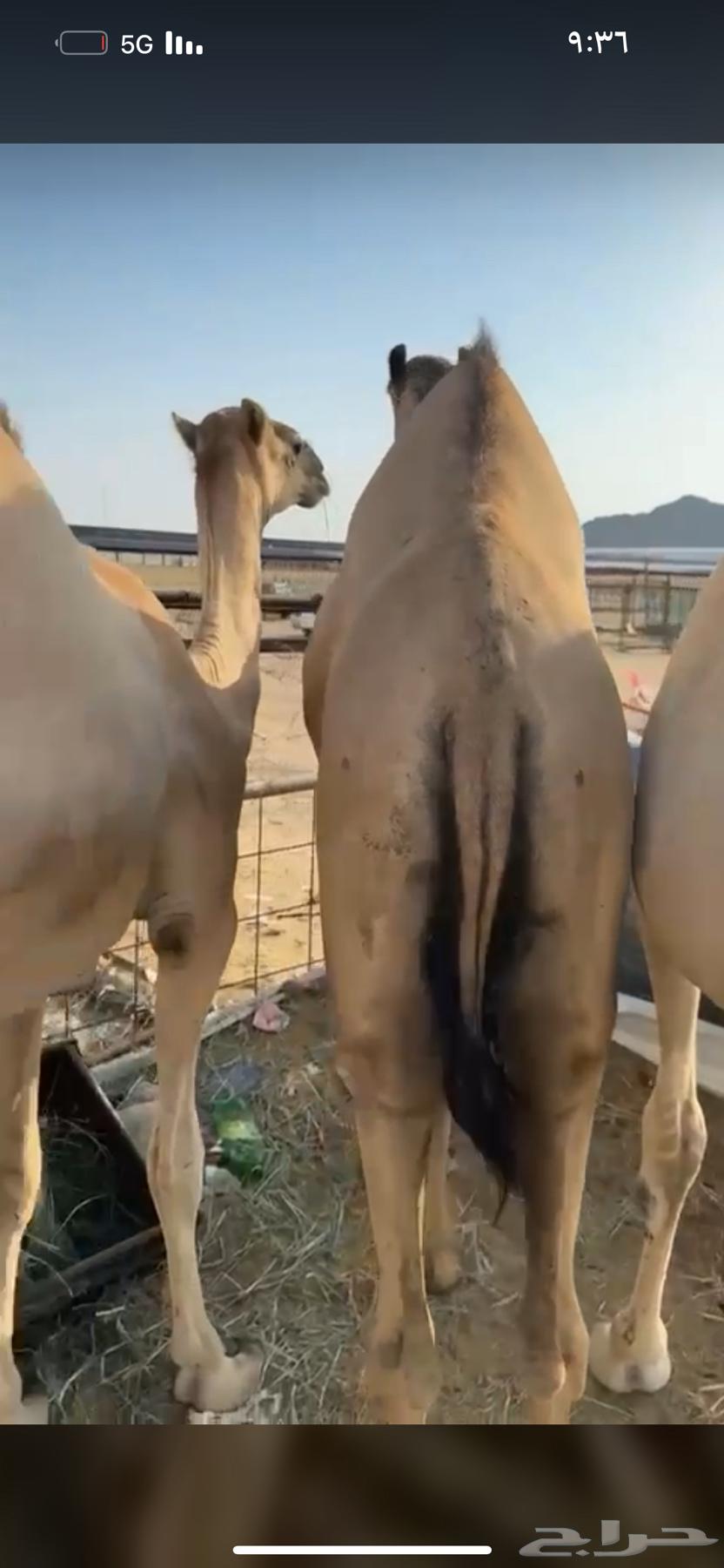 High-quality foam mattress, suitable for couples, starting from 5500, negotiable64564810660995111