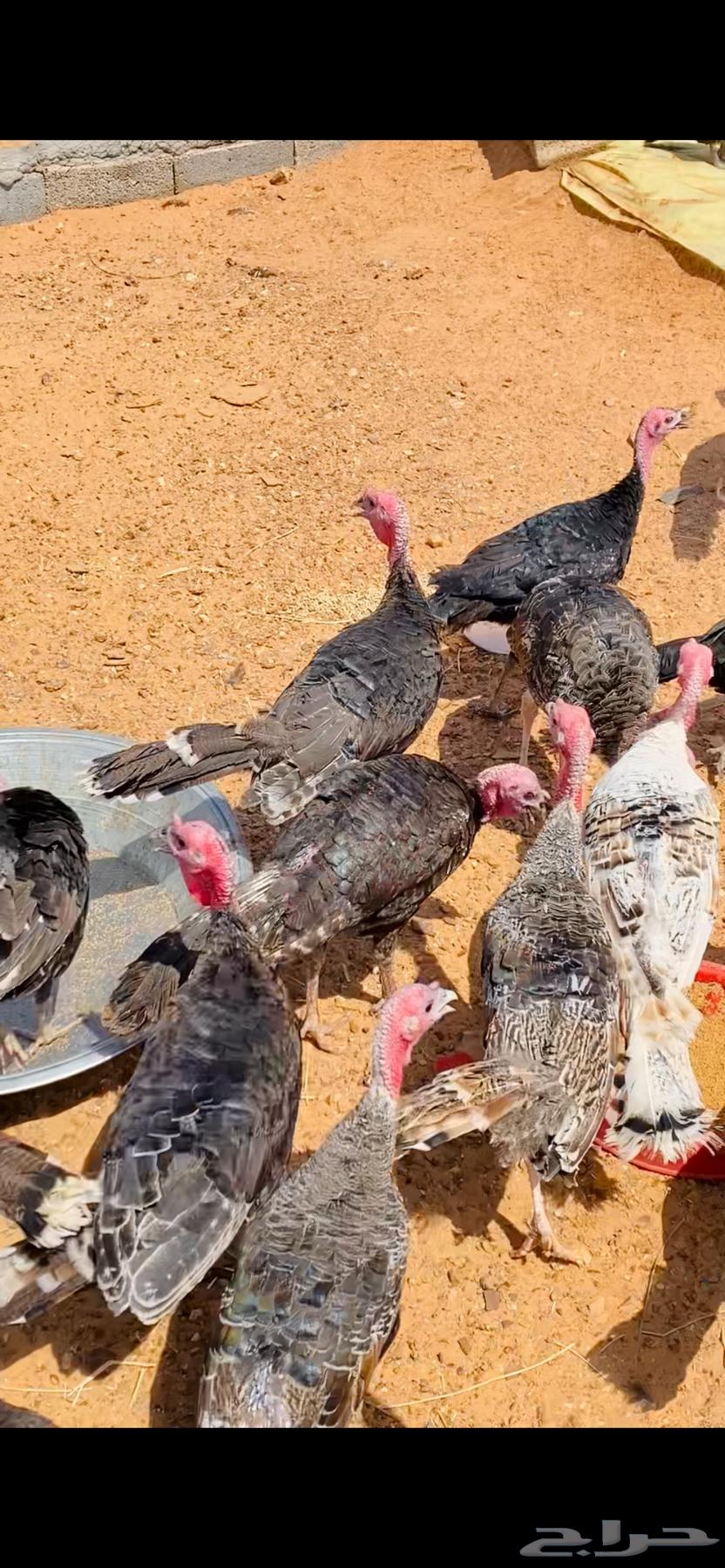 رومي العمر 4 شهور64567018268418113