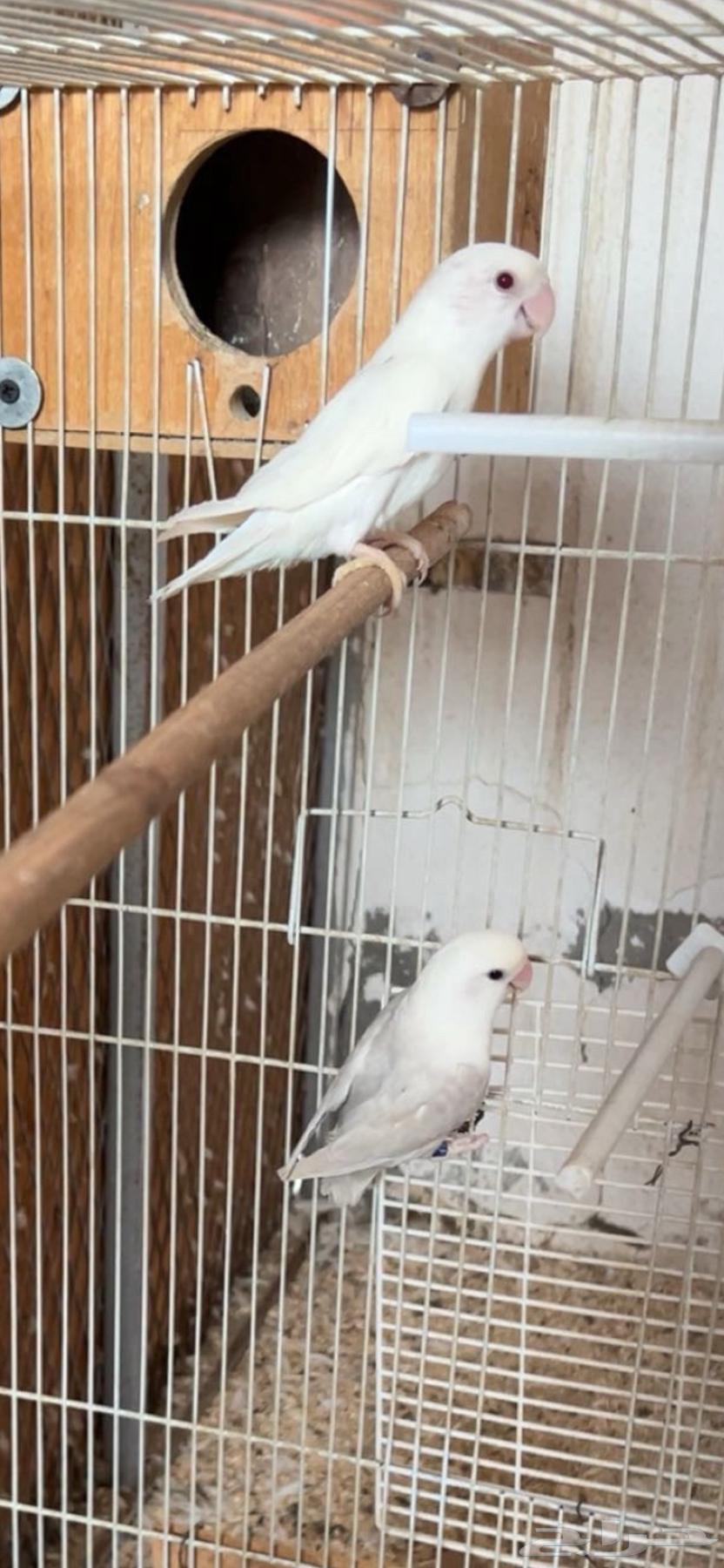 طيور روز للبيع (البينو   باليد اوبلاين)64564268237825111