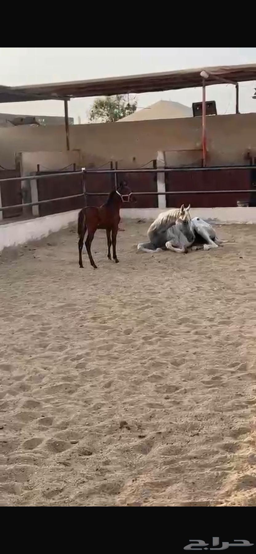 مهرة شعبي64569549261697111